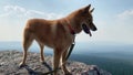 Karelian laika with stands on steeply cliff against blue sky Royalty Free Stock Photo