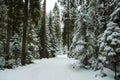 Karelian winter forest