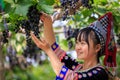 Karen Asian teenage girl worker collecting grapes in vineyard in autumn, harvest concept Royalty Free Stock Photo