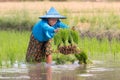 Karen farmer planting new rice