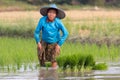 Karen farmer planting new rice