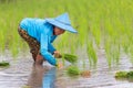 Karen farmer planting new rice