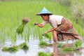 Karen farmer planting new rice