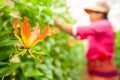 A Karen woman working in flower garden greenhouse Royalty Free Stock Photo