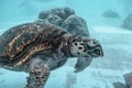 Kareta sea turtle flowing in a water tank in Aquarium in Naha Okinawa Japan Royalty Free Stock Photo