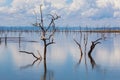 Kariba Dead Trees Royalty Free Stock Photo