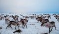 Herd of reindeer feeding on the hills of Karigasniemi Royalty Free Stock Photo