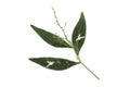 Kariyat or Andrographis paniculata, branch flowers and green leaves isolated on white background Royalty Free Stock Photo