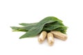 Kariyat or andrographis paniculata, green leaves and capsuled isolated on white background