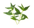 Kariyat or Andrographis paniculata  green leaves isolated on a white background Royalty Free Stock Photo