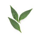 Kariyat or andrographis paniculata, green leaves isolated on white background.top view,flat lay Royalty Free Stock Photo