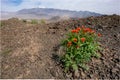 Karkas mountain range rises above desert in Isfahan province of Iran. Village of Tarq below. Royalty Free Stock Photo