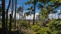 Karkonosze Mountain View