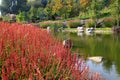 Karl Foerster Grass, Calamagrostis acutiflora grows in park landscape. Popular beautiful perennial Ornamental Feather reed grass