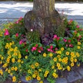 Karl Johans Gate street flowers in Oslo Norway