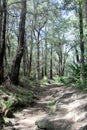 Karloo Pools Bush Walking Track