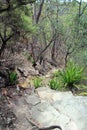 Karloo Pools Bush Walking Track