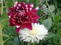 Karma yin yang and Snowy dahlia