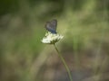 Karner Blue Butterfly Royalty Free Stock Photo