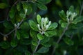 Karo or Pittosporum crassifolium 6