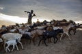 Karo tribe, Omo Valley, Ethiopia, October 2018 Unidentified men from Karo tribe herding goats in sunrise