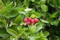 Karonda or Carunda Fruits