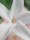 white karonda flower