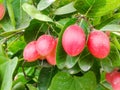 Karonda fruit