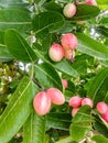 Karonda fruit