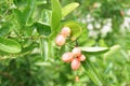 Karonda fruit on tree Royalty Free Stock Photo
