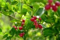 Karonda fruit on tree