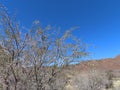 Karoo National Park South Africa: thorn tree