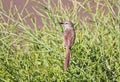 Karoo Prinia Royalty Free Stock Photo
