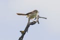 Karoo prinia bird perched on a leafless branch Royalty Free Stock Photo