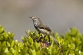 Karoo-prinia, Karoo Prinia, Prinia maculosa Royalty Free Stock Photo
