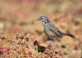 Karoo Scrub Robin