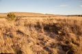 The Karoo veld