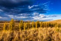 The Karoo veld Royalty Free Stock Photo