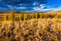 The Karoo veld Royalty Free Stock Photo