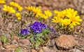 Karoo Violet wildflowers Royalty Free Stock Photo