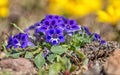 Karoo Violet wildflowers Royalty Free Stock Photo