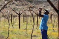 Karoo Wine Harvest