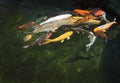 Karp fish in pond Royalty Free Stock Photo