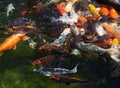 Karp fish in pond Royalty Free Stock Photo