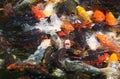 Karp fish in pond Royalty Free Stock Photo