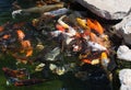 Karp fish in pond Royalty Free Stock Photo