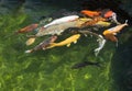 Karp fish in pond Royalty Free Stock Photo