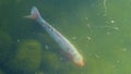 Karp koi in a city pond in Buenos Aires