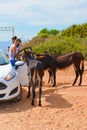 Karpaz Peninsula, Northern Cyprus - Oct 3rd 2018: Two young men feeding and taking pictures of wild donkeys that are standing by Royalty Free Stock Photo