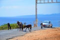 Karpaz Peninsula, Northern Cyprus - October 3rd 2018: Wild donkeys standing and eating on a countryside road. The animals are